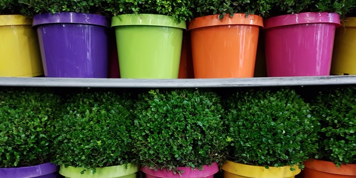 Bunte Töpfe in der Pflanzenwelt.