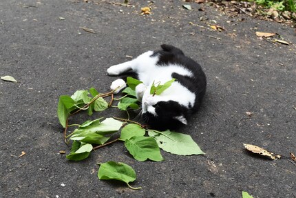 Katze vergnügt sich mit Matabi | Eine Hauskatze leckt und kaut an Matabi, auch Japanischer Strahlengriffel oder Japanische Katzenminze genannt. Foto: © Masao Miyazaki & Reiko Uenoyama / A cat licks and chews silver vine leaves / CC BY 4.0 CC BY (Ausschnitt)