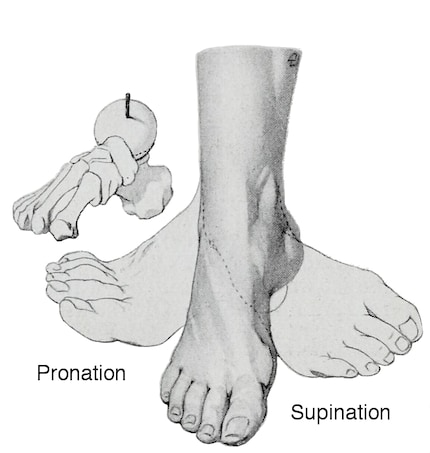 Pronation und Supination sind zwei Begriffe, die dir im Zusammenhang mit dem Laufen häufig begegnen.