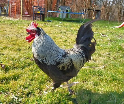 Travis, unser Hahn im Korb.