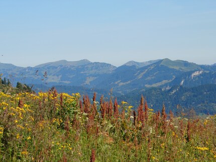 ... le même sujet tout à fait différemment (ici 125 mm) et je n'ai pas besoin de piétiner les fleurs pour m'en approcher.