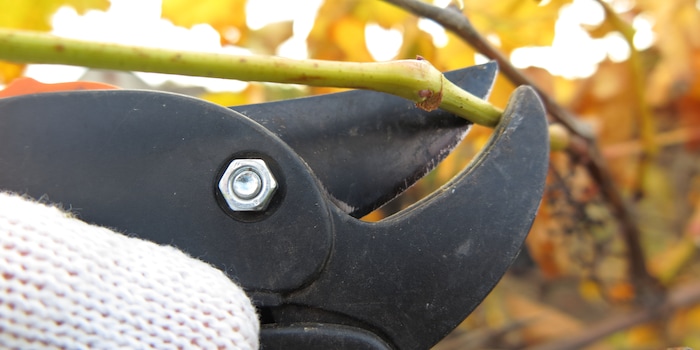 Der Herbst ist für viele Pflanzen die ideale Zeit, um sie zu schneiden. Der Herbst ist für viele Pflanzen die ideale Zeit, um sie zu schneiden.