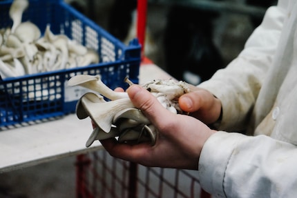 Il fungo ostrica si sviluppa al meglio sul substrato per funghi.