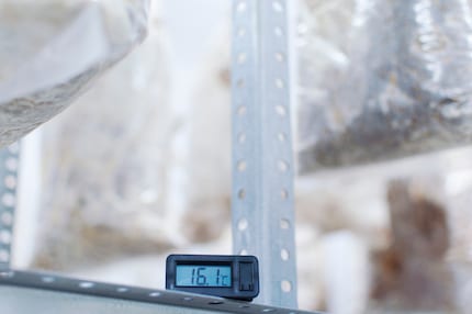 Fresco e umido è il clima in cui funghi crescono meglio