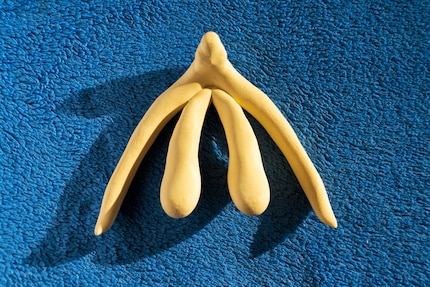 Reckon you could draw a more-or-less accurate clitoris without a template? Would you come up with this? Because this, my friends, is the clitoris.
