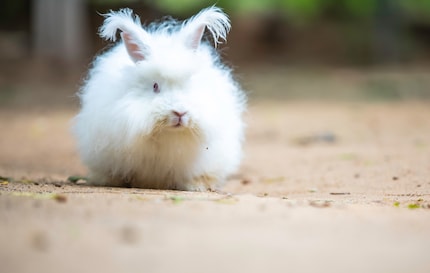 Un soffice coniglio d'Angora.