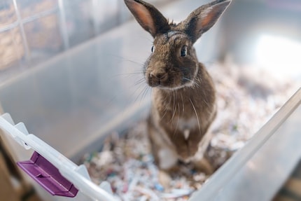 While you can easily take caged animals from one home to another, for rodents, moving is still associated with anxiety.