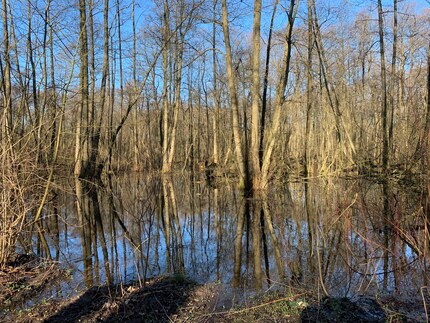 De nabijgelegen heide biedt me een stukje natuur waar ik ongestoord kan wandelen en bijna vergeet dat ik in de stad woon.
