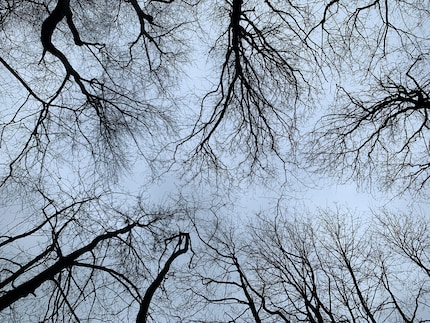 No leaves? No problem. The trees still make for a fascinating photo in the grey of winter.