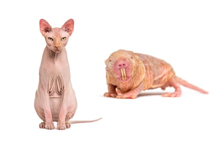 Chat Sphinx hypoallergénique vs rat-taupe nu : identiques à presque tous les égards.