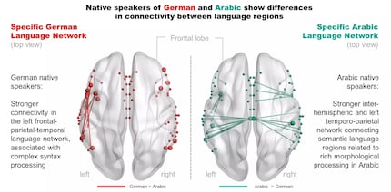 Sprachnetzwerke | Bei den Versuchspersonen mit deutscher Muttersprache sind die Verbindungen innerhalb der linken Hirnhälfte stärker, bei denen mit arabischer Muttersprache die zwischen den Hemisphären.