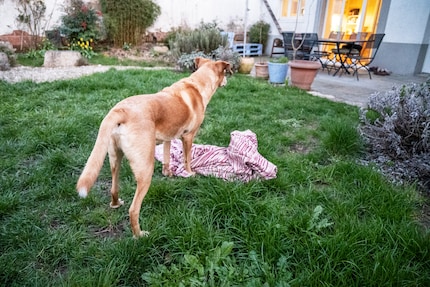 Mac will mit seiner Decke spielen.