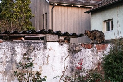 Suche den zweiten Kater ...