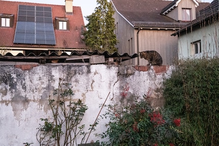 Hast du ihn gefunden?