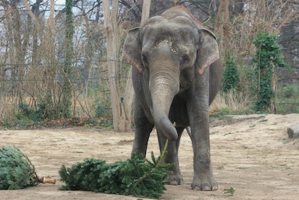 L'éléphante Pang Pha n'aime pas seulement les bananes, mais aussi les sapins.