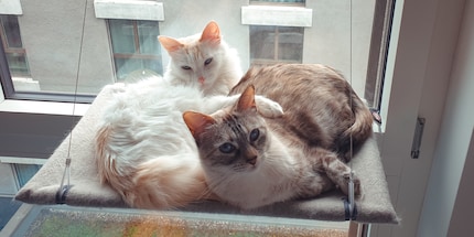 Nos deux chats d'appartement, Zelda (à gauche) et Leia (à droite), peuvent tester la roue pour chat pour Galaxus.