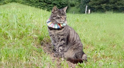 Do I look like a Clown to you?!