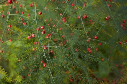 Watch out, the small, bright red berries on an asparagus plant are slightly poisonous.