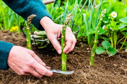 A laborious harvest: asparagus stems are cut by hand.