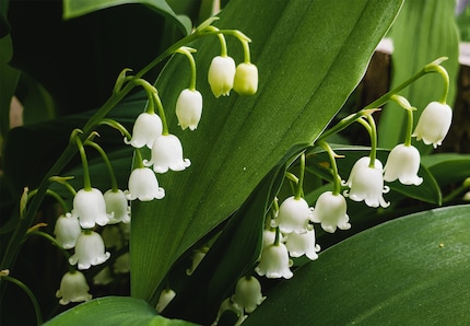The lily of the valley is poisonous: from flower to leaf