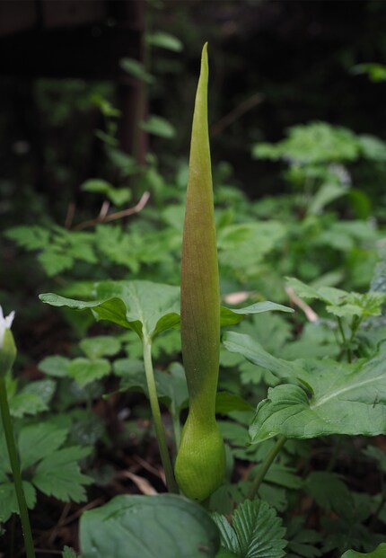 Aronstab: The leaf shape can be reminiscent of wild garlic.