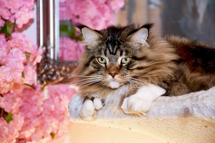 Winnie, le chat de Katharina Aeschimann, aime prendre de la hauteur sur son arbre à chat.