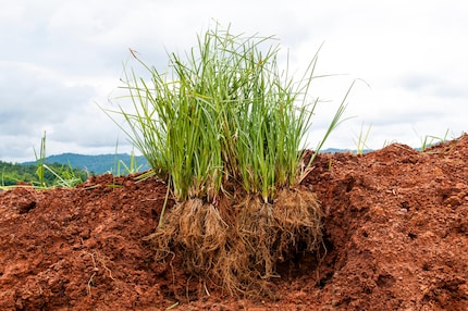 Erba vetiver con radici.