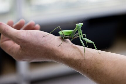 Ce n’est pas un hasard si la mante géante d’Inde reste tranquillement sur la main de Simone Piovan : si elle a assez à manger et si le climat lui plaît, elle peut rester des mois au même endroit.