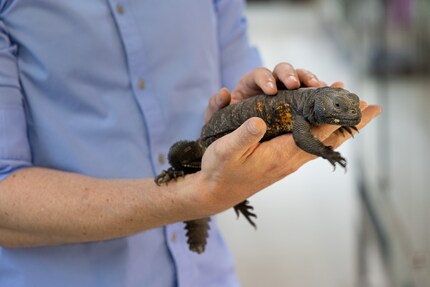 Simone Piovan ne vend pas ce fouette-queue. Son entretien est trop coûteux et sujet à des erreurs, mais il reste un animal fascinant.