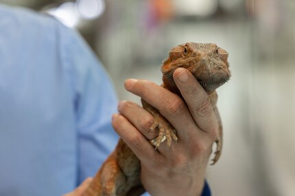 Comme Simone Piovan est calme, le pogona qui est sur sa main fait de même.