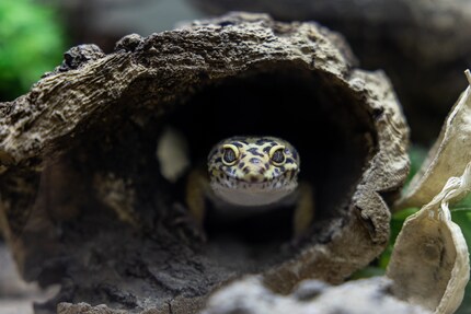 Le gecko léopard pardonne plus facilement la négligence des humains que les autres animaux tropicaux. Il faut quand même prendre soin de l’animal.
