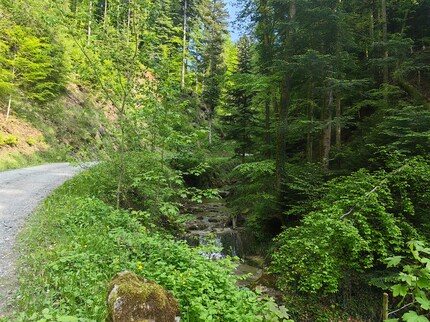 The forest looks beautiful through the main camera, but is plagued by over-sharpening.