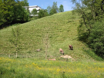 … to 3.5x optical zoom, the result is top-notch.