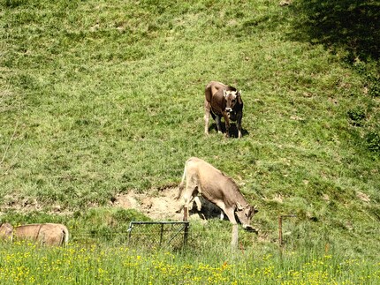 The 10x digital zoom is already less useful.