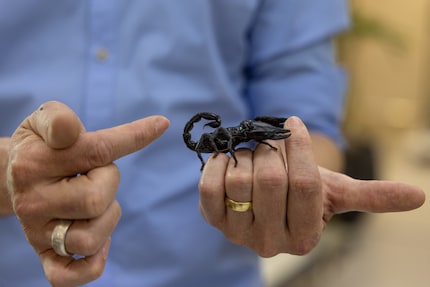 Con i suoi artigli imponenti, lo scorpione sembra un vero «Mister muscolo».