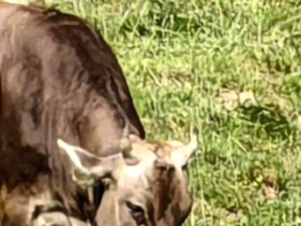 At 100x zoom, I can barely get the cow in front of the lens.