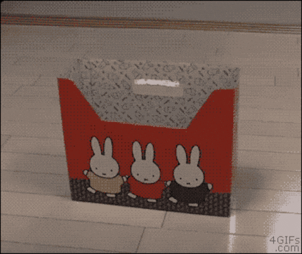 If it fits, I sits: non esiste scatola troppo piccola per me.