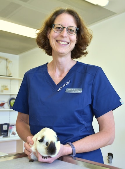 Il porcellino d'India Tic di Cornelia Christen ha un peso sano.