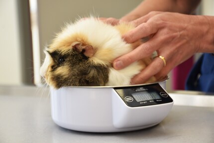 Da non confondere: il porcellino d'India Twix non è in sovrappeso, ma incinta.