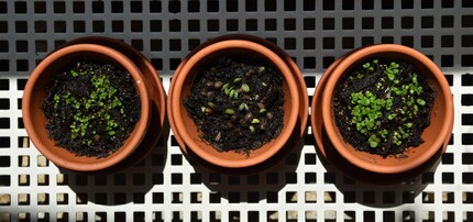 Ma anche il timo (a sinistra) e l'origano (a destra) si stanno sviluppando splendidamente.