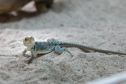 Le lézard à collier séduit avec ses couleurs vives.