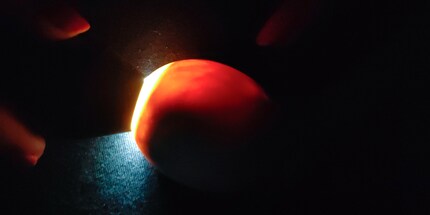 L'ombra scura nell'uovo si sta ingrandendo.