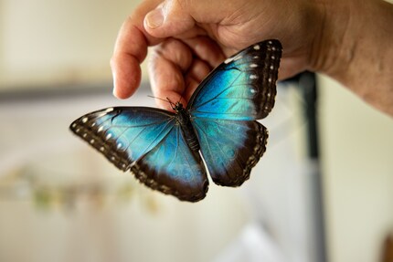 The exotic morpho butterfly on Marc de Roche’s hand is only blue on the upper side of the wing.