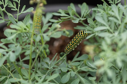 Marc de Roche’s swallowtail caterpillars eagerly munch on rue.