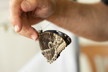 When it folds its wings shut, it resembles a leaf with its eye-like pattern. It plays with its predators by seemingly disappearing and reappearing.