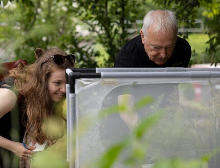 Marc de Roche shows me butterfly pupae in his net container (aerarium) from which swallowtails will soon hatch.