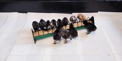 Einer der seltenen Momente, in denen das Gehege sauber ist.