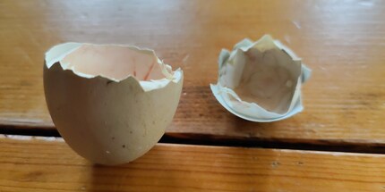 Ein Dreiminutenei wird kaum schöner geköpft.