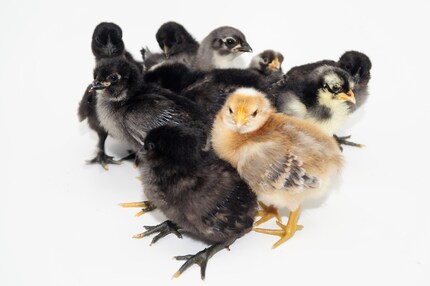 Gib’s zu, unser «dreckiges Dutzend» hat das Zeug zum Plattencover.