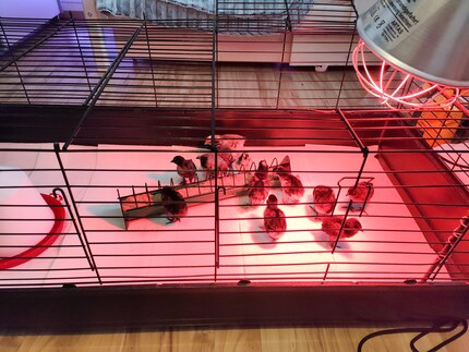 Wer bei uns vorbeiläuft, wähnt sich aktuell im Rotlichtviertel.